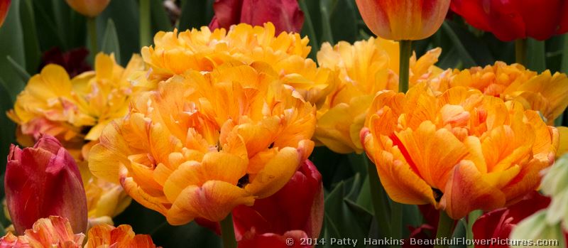 Sunlover Tulip © 2014 Patty Hankins