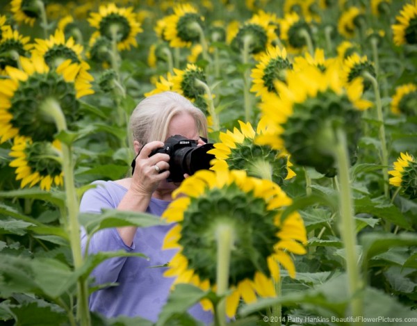 Sunflowers © 2014 Patty Hankins