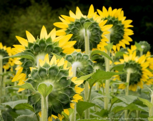Sunflowers © 2014 Patty Hankins