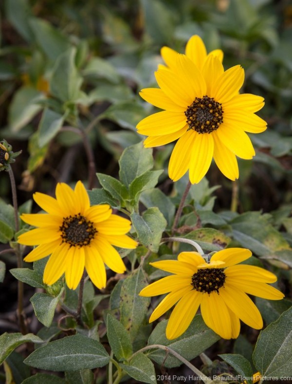 Southeastern Sunflower - Helianthus agrestis