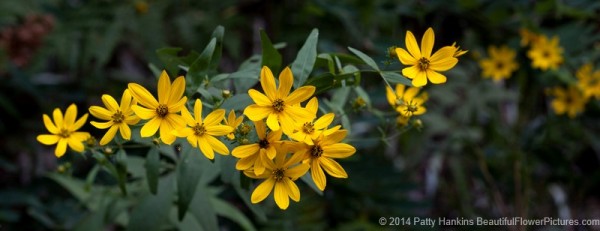 Thin Leaf Sunflower - Helianthus decapetalus