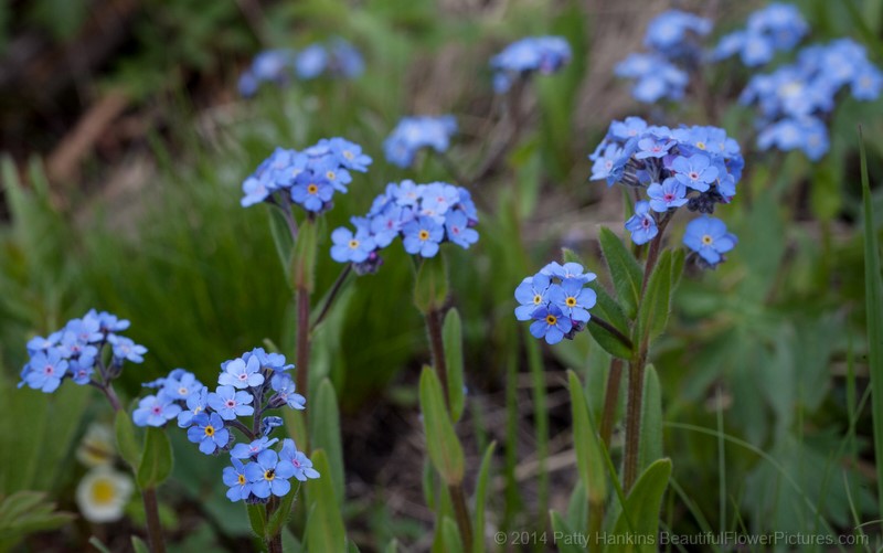 Alpine forget-me-not - Myosotis asiatica - Alaska Wildflowers