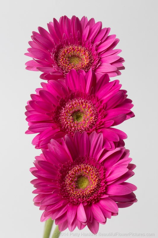 Pink Gerbera Daisy © 2014 Patty Hankins