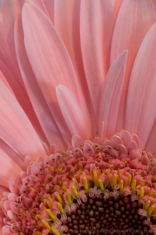Pink Gerbera Daisy © 2014 Patty Hankins