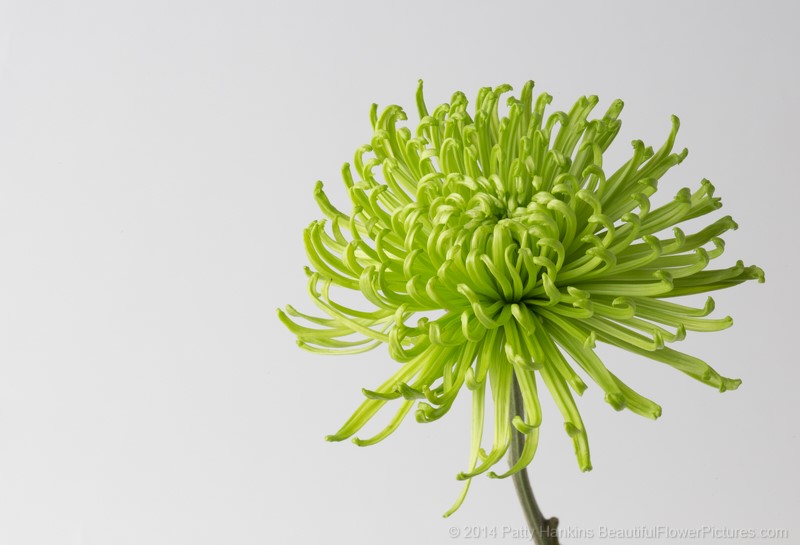 In the Studio: Green Chrysanthemums :: Beautiful Flower Pictures Blog