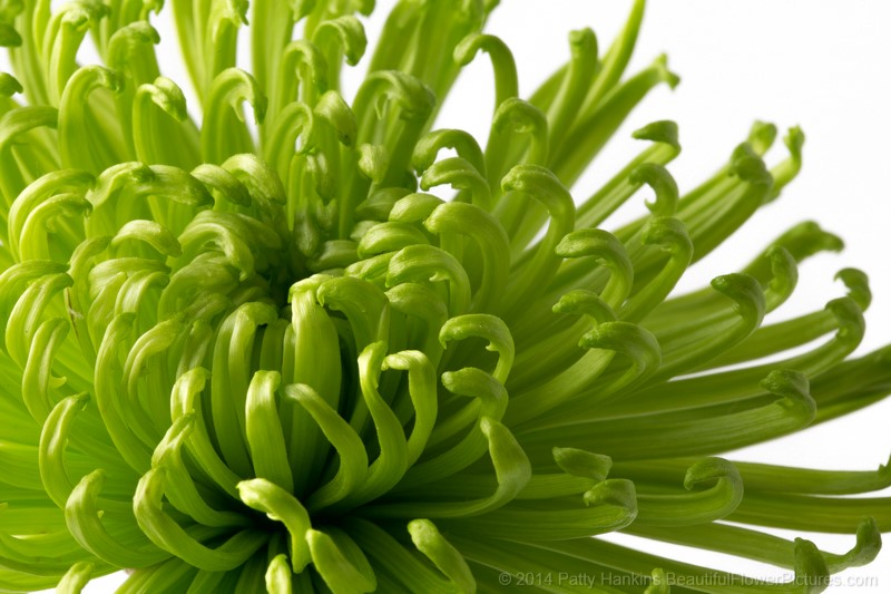 Green Spider Chrysanthemum © 2014 Patty Hankins