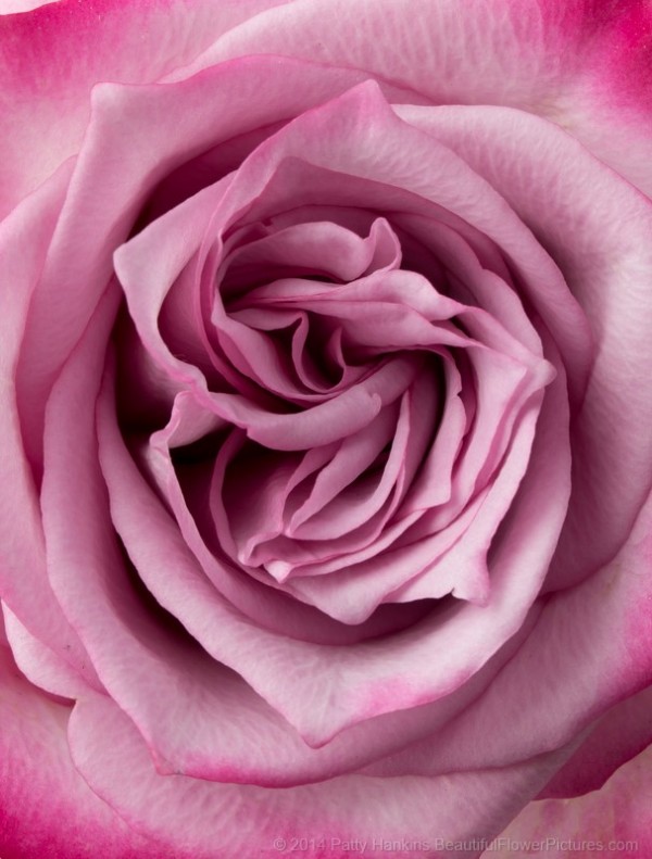 Bicolor Rose photographed under studio lights