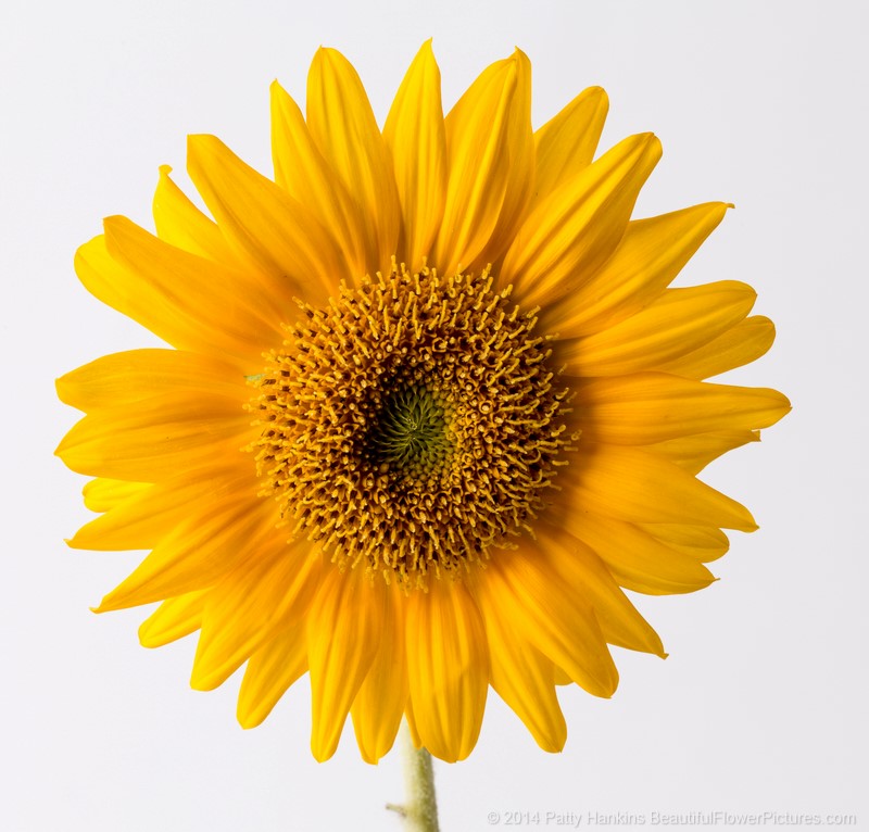 Sunflower in the Studio © 2014 Patty Hankins