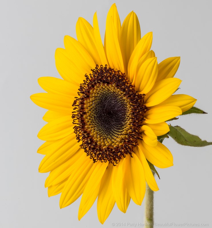 Sunflower in the Studio © 2014 Patty Hankins