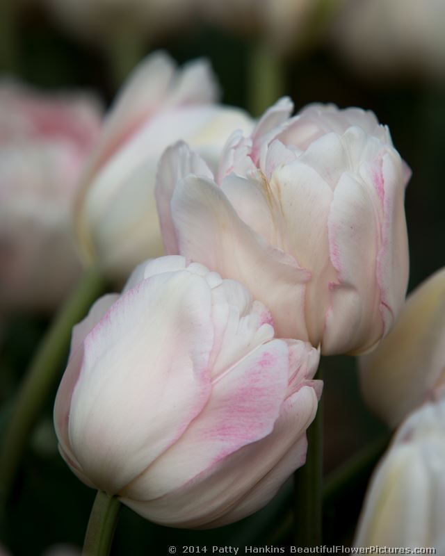 Foxtrot Tulips 