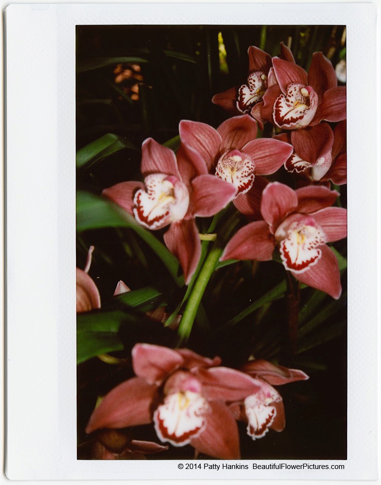 Orchids © 2014 Patty Hankins