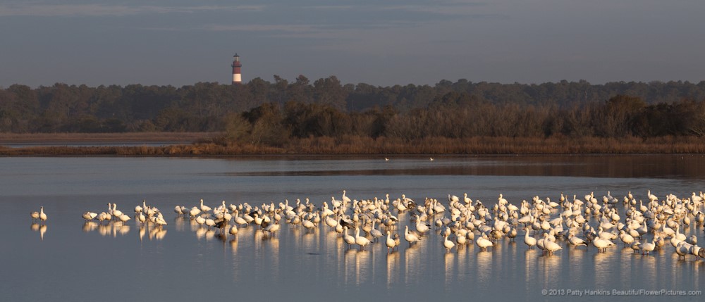 Snow Geese at Chincoteague National Wildlife Refuge © 2013 Patty Hankins