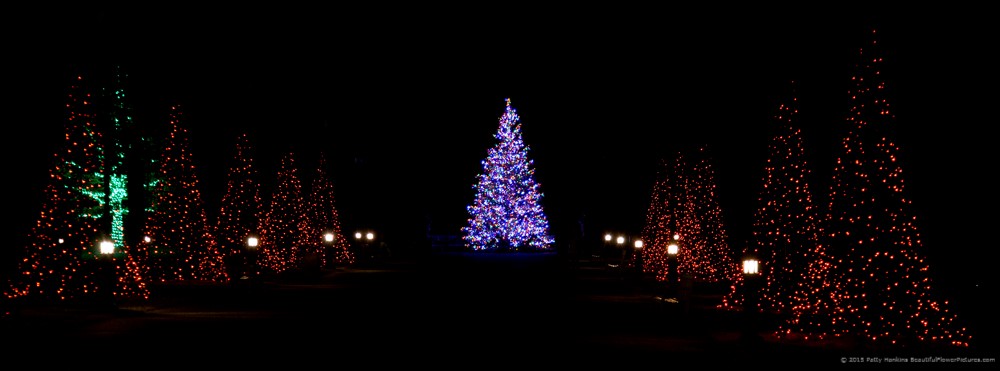 Longwood's Christmas Display at Night © 2015 Patty Hankins