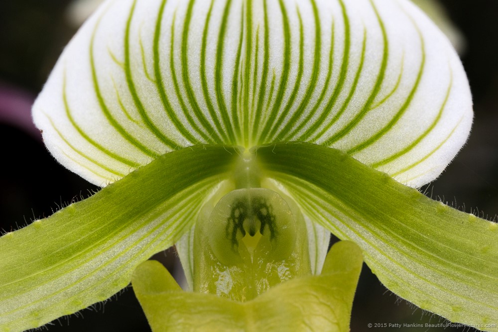 Paphiopedilum Orchid © 2015 Patty Hankins