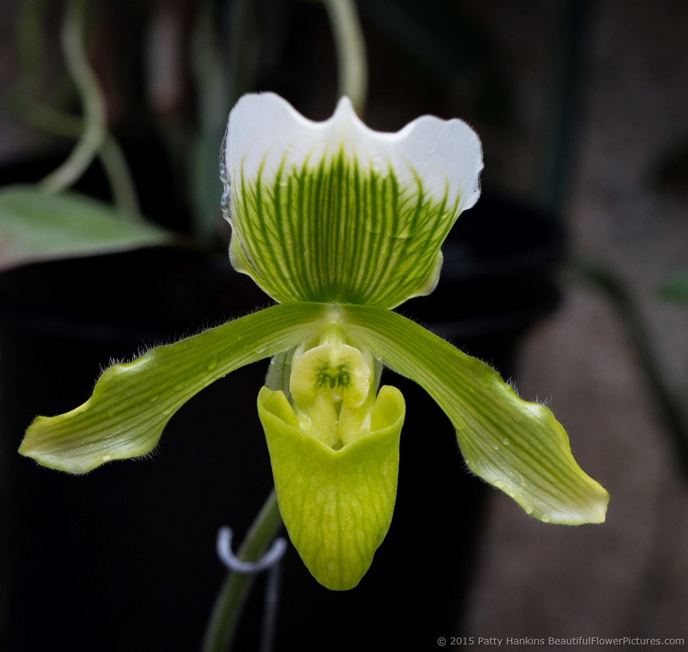 Paphiopedilum Orchid - Rosetti © 2015 Patty Hankins
