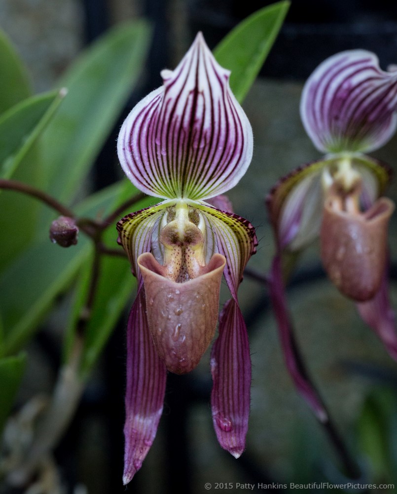 Paphiopedilum Orchid - Sanders © 2015 Patty Hankins