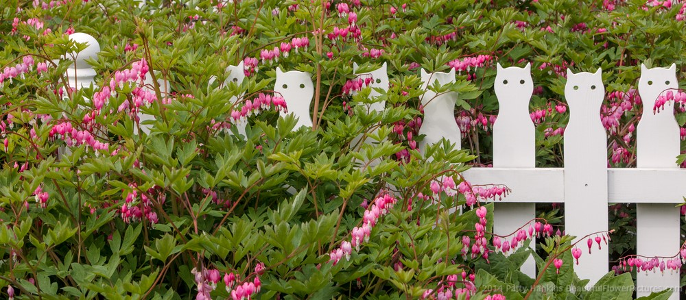 bleeding hearts along a fence with cat shaped fence posts