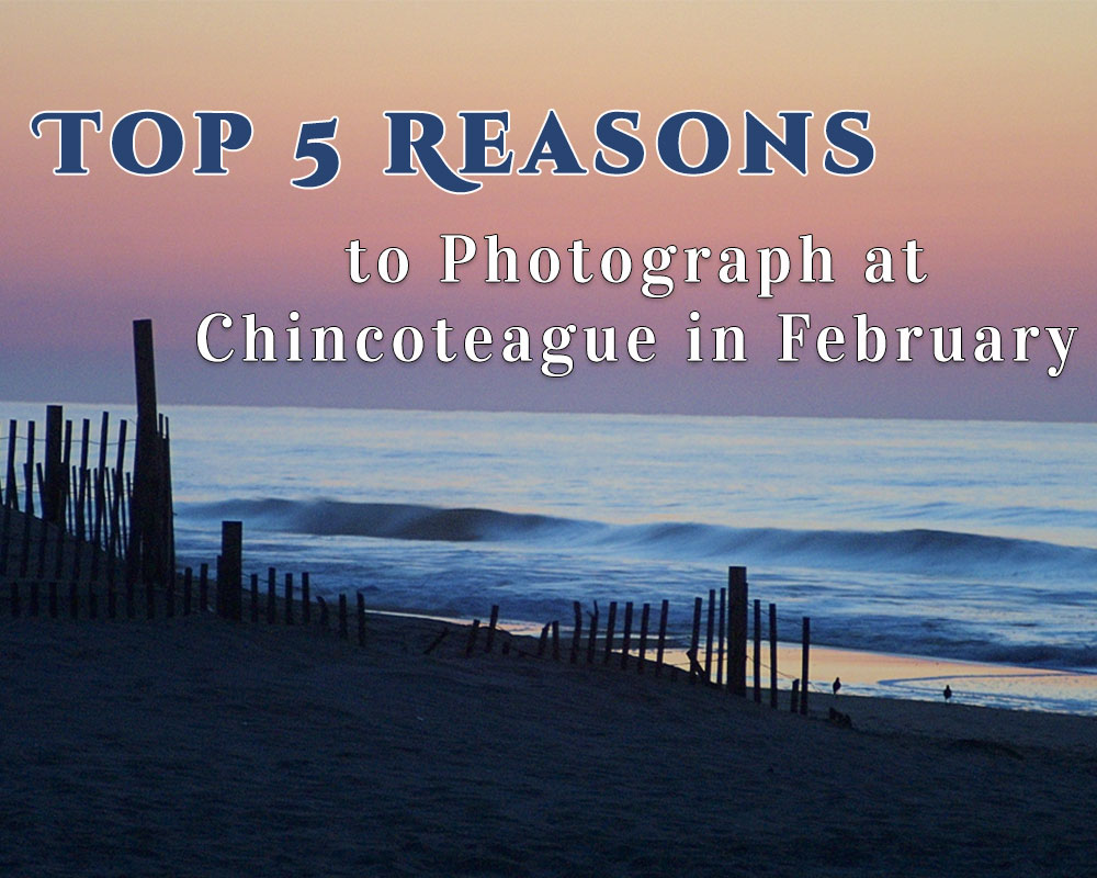 Top 5 Reasons to Photograph at Chincoteague in the Winter