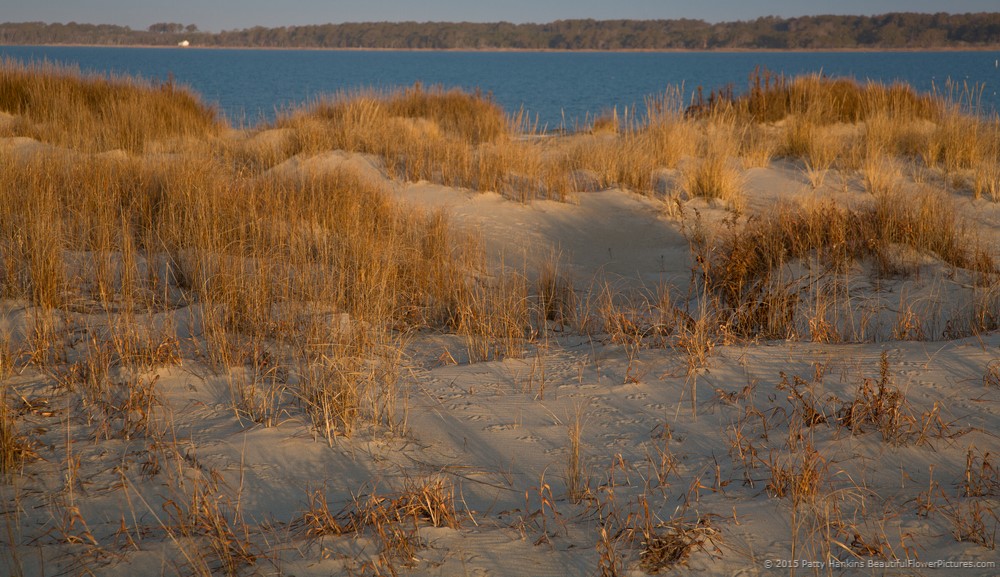 Morning Light on the Dunes at Assateague National Seashore © 2015 Patty Hankins