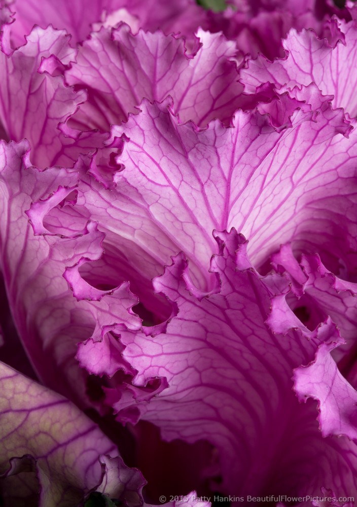 Purple Kale © 2015 Patty Hankins