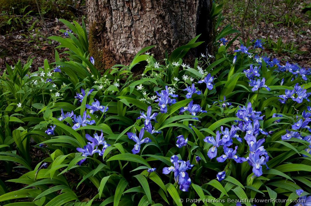 Crested Dwarf Iris and Star Chickweed © 2009 Patty Hankins