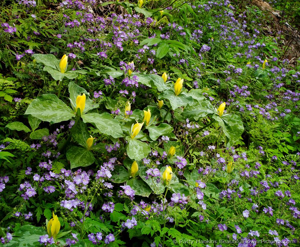 Yellow Trillium & Purple Phacelia © 2009 Patty Hankins