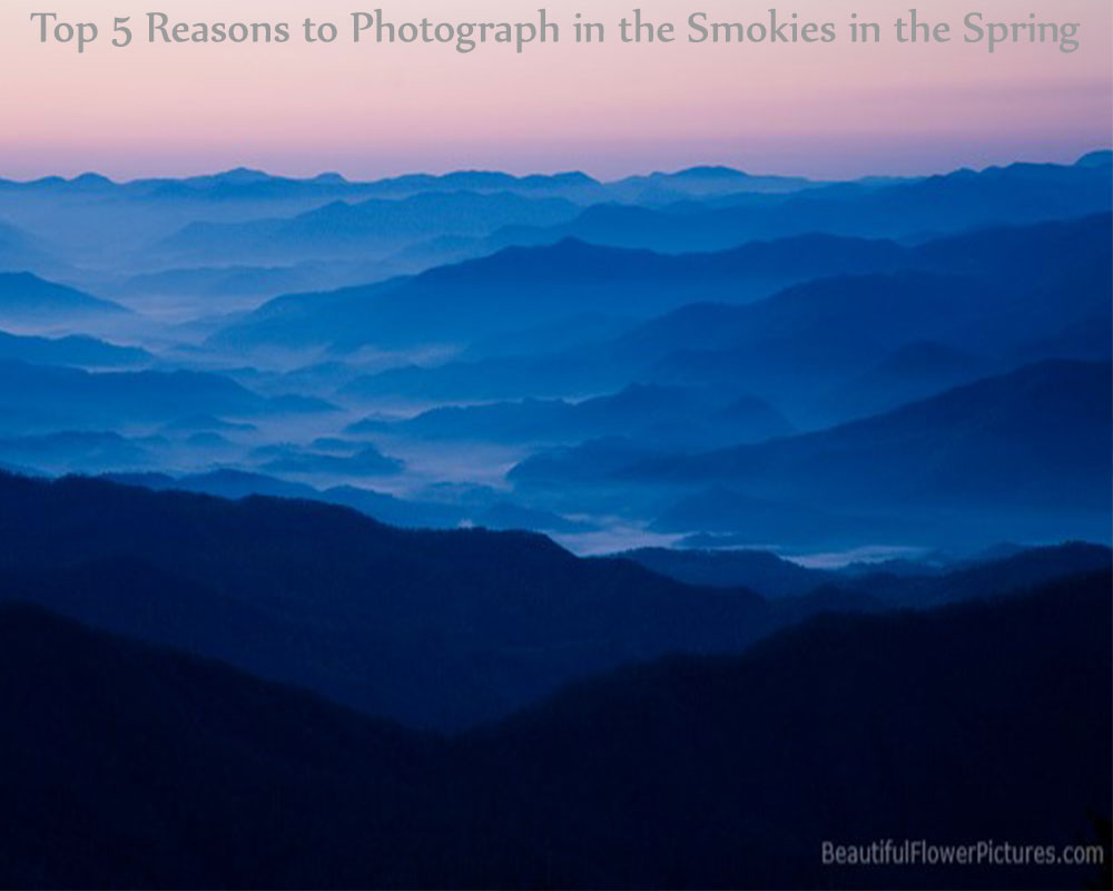 Top-5-Reasons-to-Photograph-in-the-Smokies-in-the-Spring