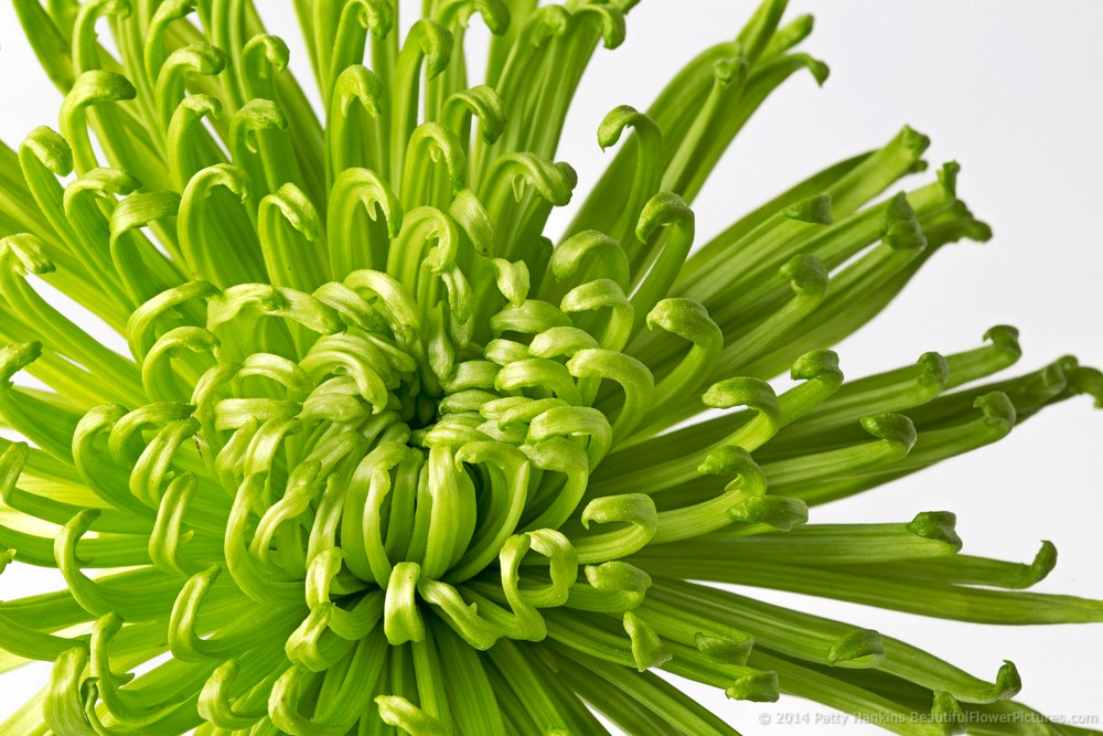 Green Chrysanthemum © 2014 Patty Hankins