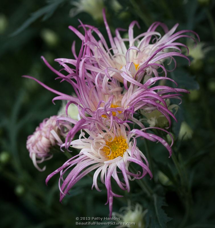Aoi Brush & Thistle Chrysanthemums © 2013 Patty Hankins