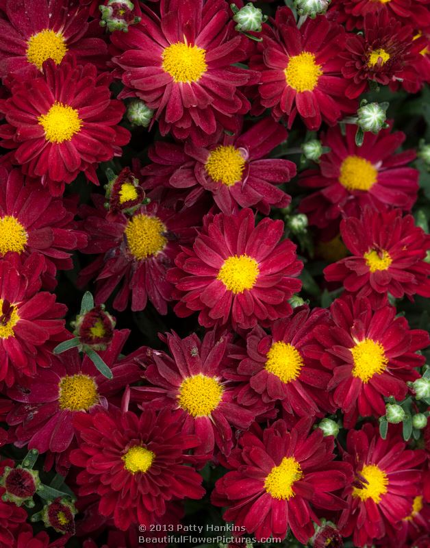 Bonnie Daisy Chrysanthemum © 2013 Patty Hankins