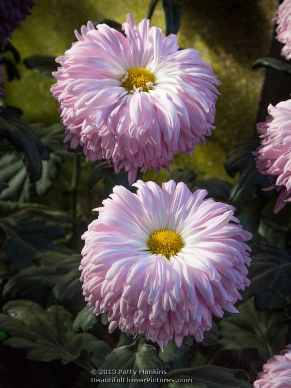 Bill Holden Reflex Chrysanthemums © 2012 Patty Hankins