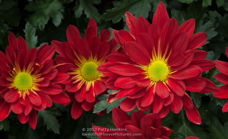 Red Yo Auburn Semi-double Chrysanthemums © 2013 Patty Hankins