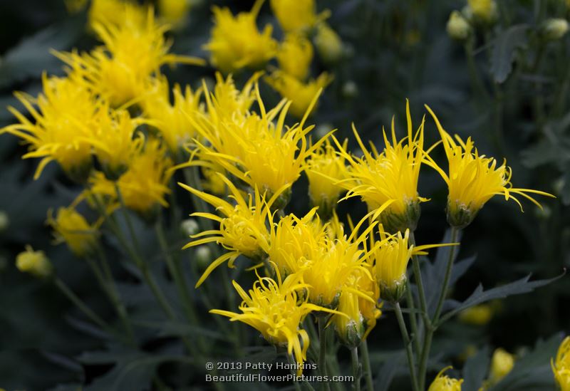 Saga No Izumi Brush & Thistle Chrysanthemums © 2013 Patty Hankins