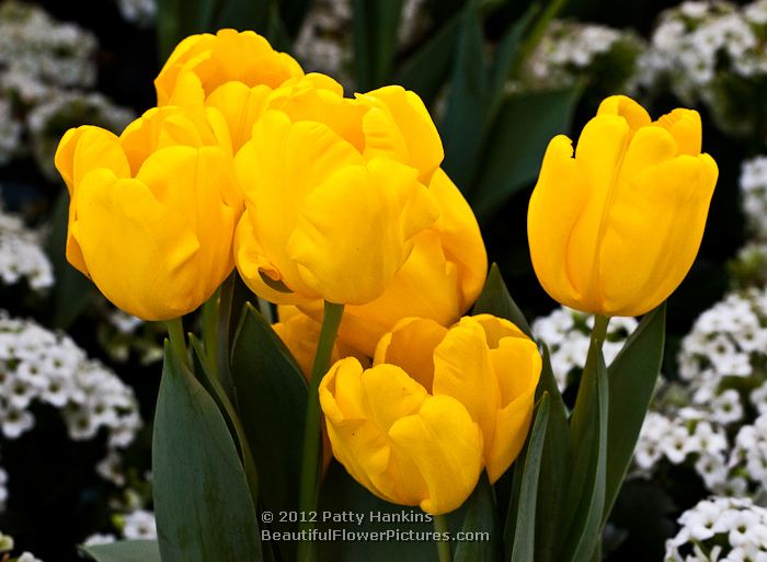 Yellow Tulips © 2012 Patty Hankins
