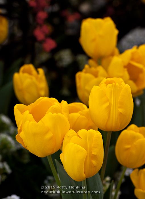 Yellow Tulips © 2012 Patty Hankins