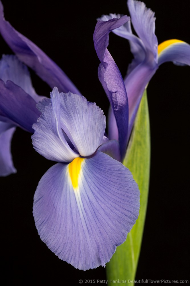 Siberian Iris © 2015 Patty Hankins