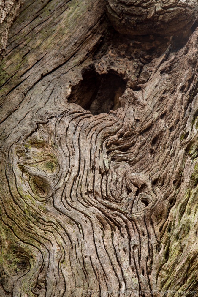 Wood Textures © 2015 Patty Hankins