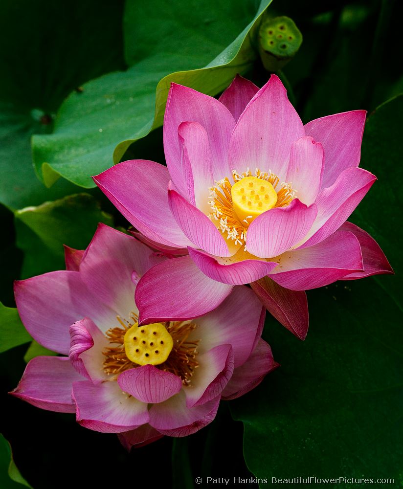 Lotus Blossom Pair © 2011 Patty Hankins