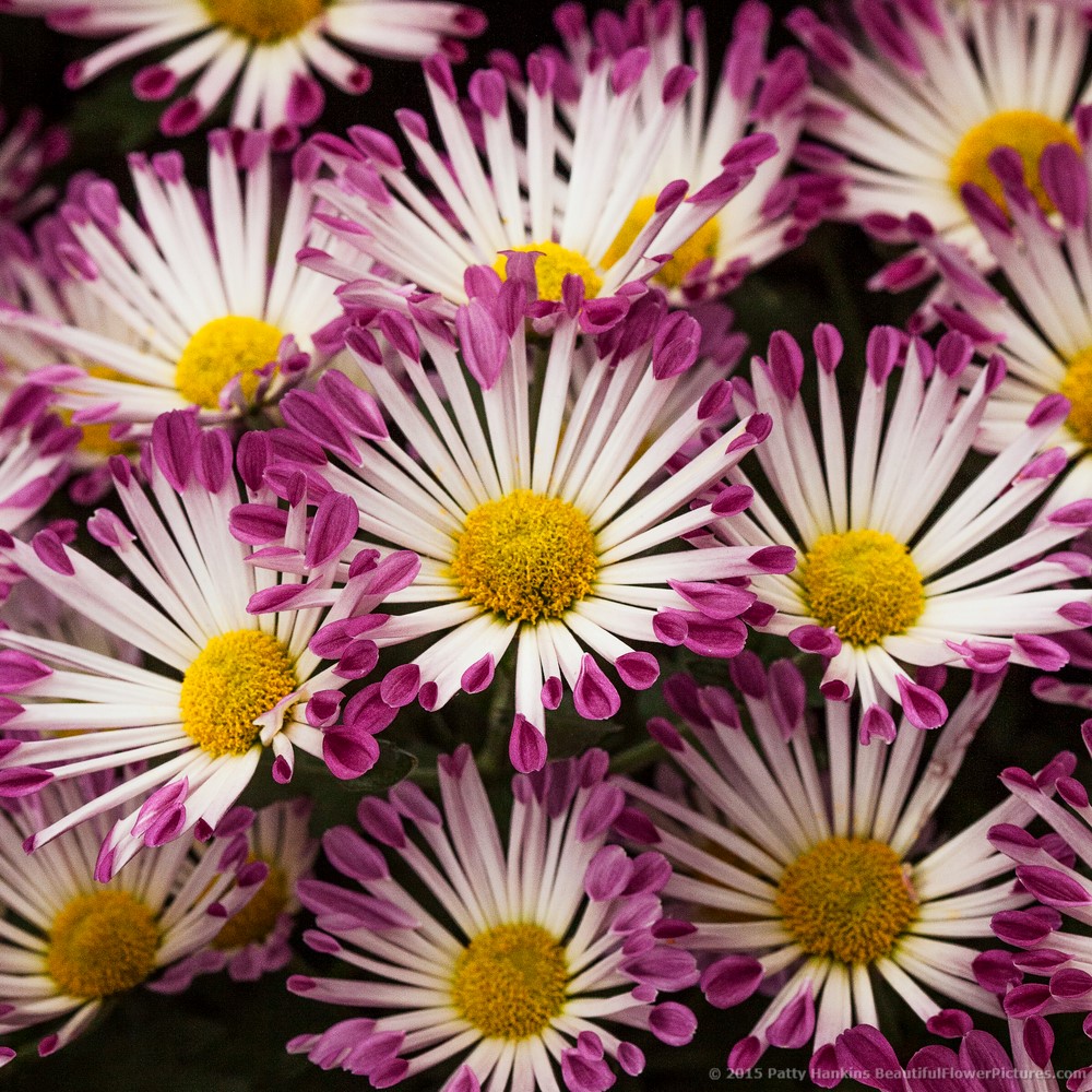Yolaporte Chrysanthemums © 2015 Patty Hankins