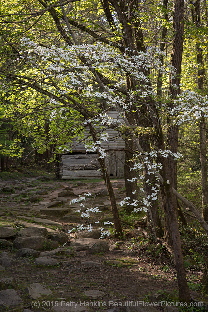 Dogwood - cornus florida - at the Ogle Cabin © 2015 Patty Hankins