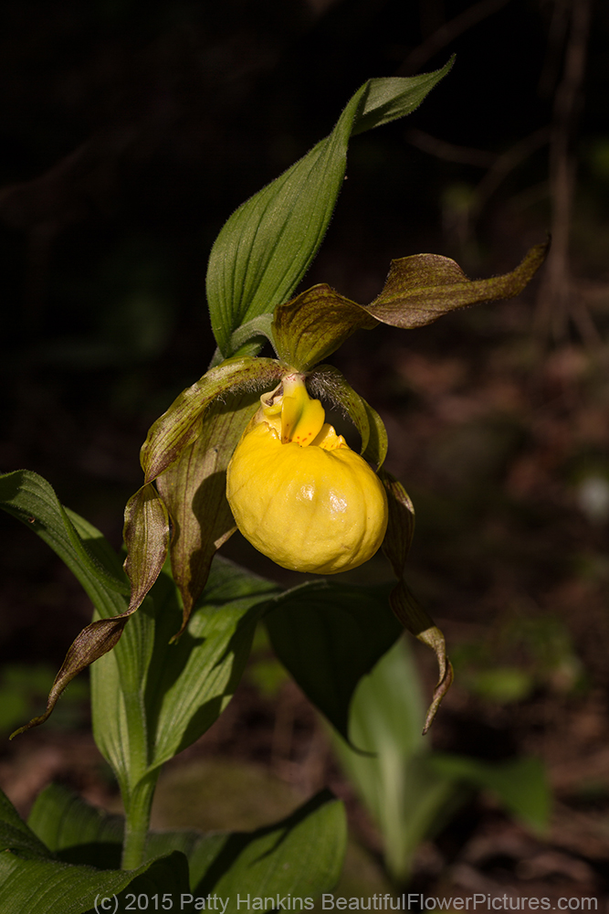 Yellow Lady's slipper - cypripedium pubsecens © 2015 Patty Hankins