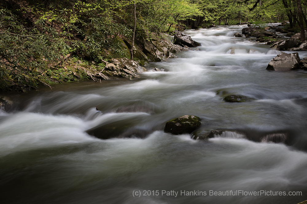 Middle Prong Little River GSMNP © 2015 Patty Hankins