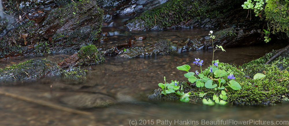 Violets by a stream © 2015 Patty Hankins