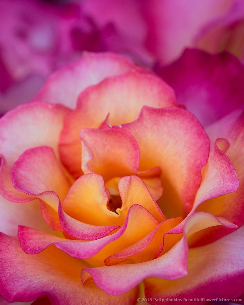 Rainbow Sorbet Rose © 2015 Patty Hankins