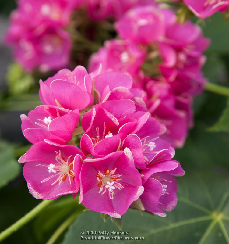 Tropical Rose Seminole Hydrangea © 2013 Patty Hankins