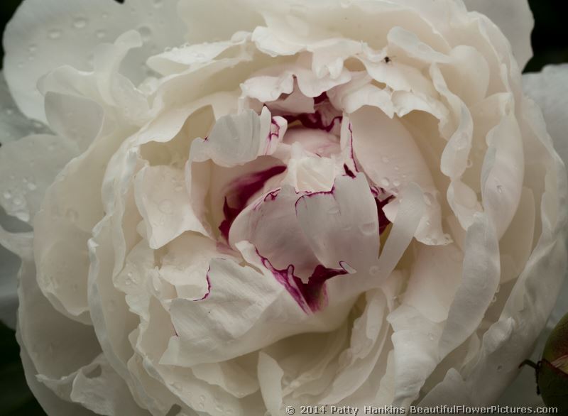 Red and White Peony © 2014 Patty Hankins