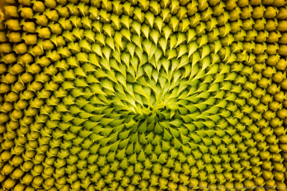 Sunflower © 2015 Patty Hankins