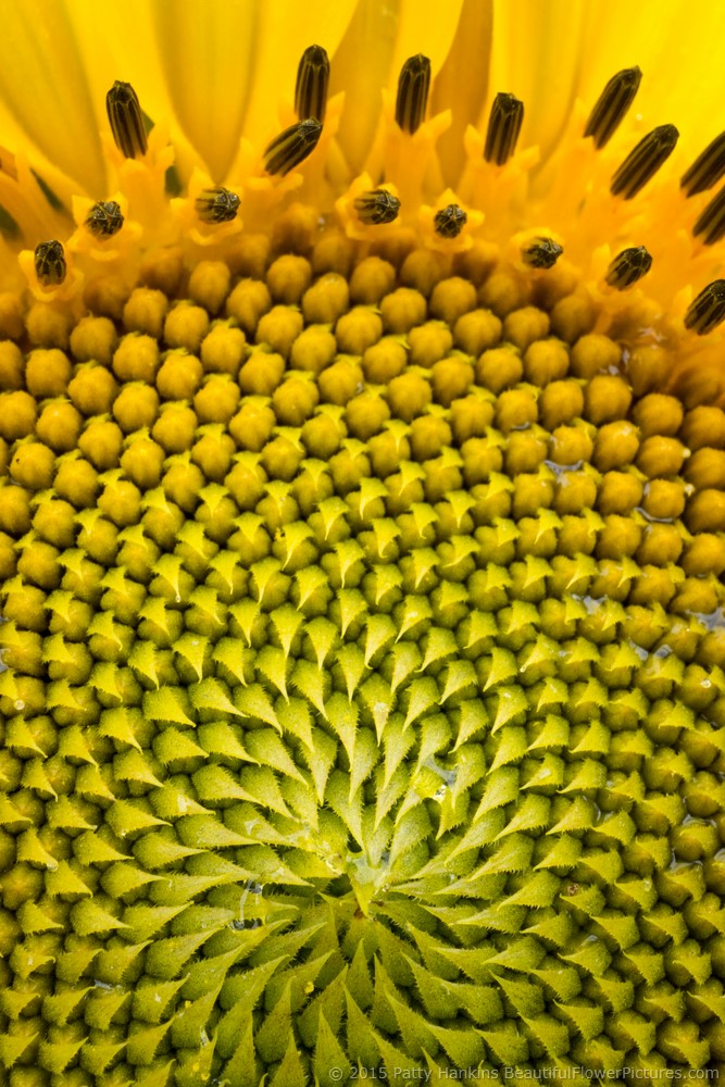 Sunflower © 2015 Patty Hankins
