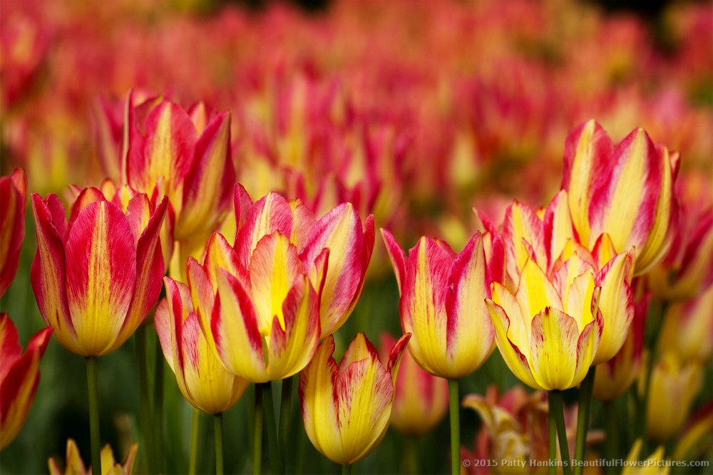 New Photo: Pink and Yellow Tulips