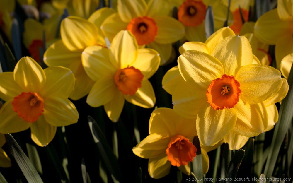 Monal Daffodils © 2015 Patty Hankins
